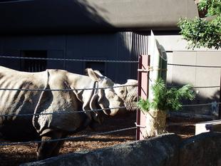 竹の伐採と雑木林再生　～番外編～