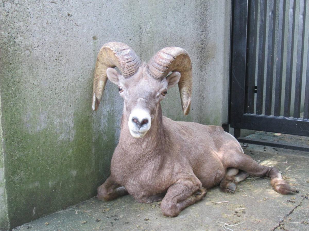 似ているけれど、違います|オオきなツノのヒツジの日記｜ブログ|金沢