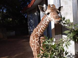 木の葉も食べています!
