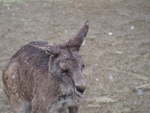 雪とカンガルー（メスたちより寒そうなオス編）