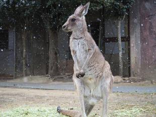雪とカンガルー（メス編）