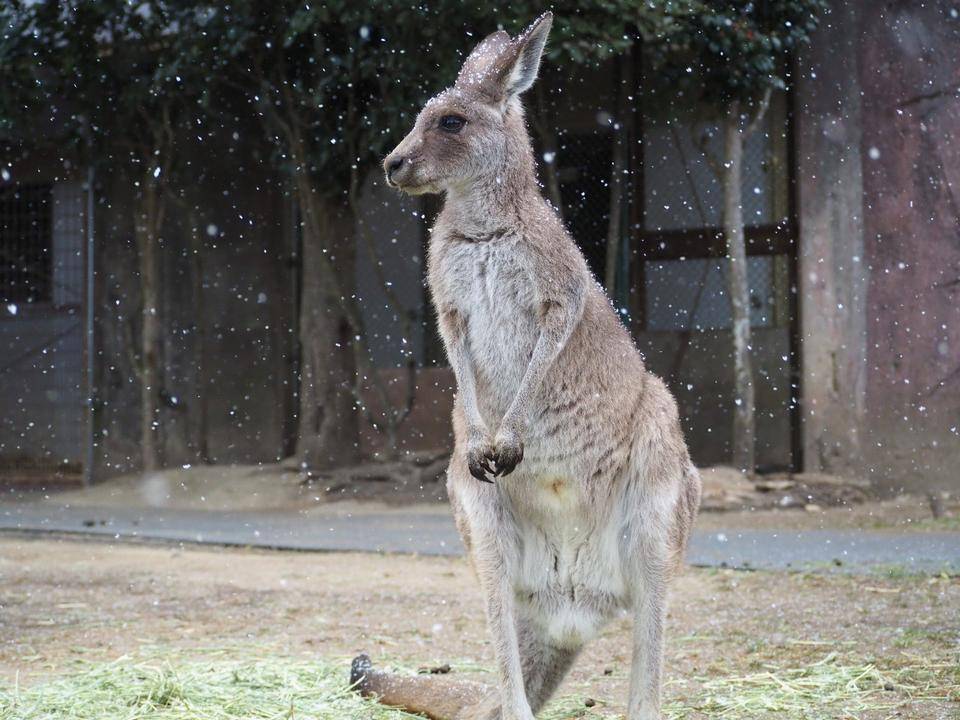 雪とカンガルー(メス編)の写真
