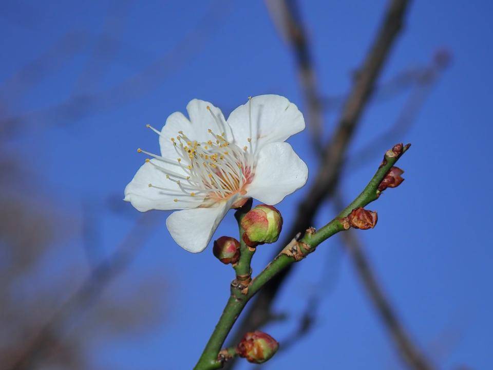 梅開花の写真