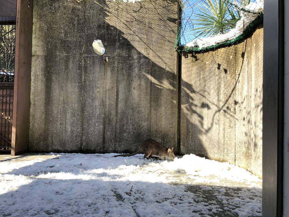 ≪パルマワラビー≫サト祝1才!祝3.90kg!の写真