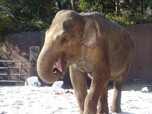 ゾウたちの雪の日の過ごし方