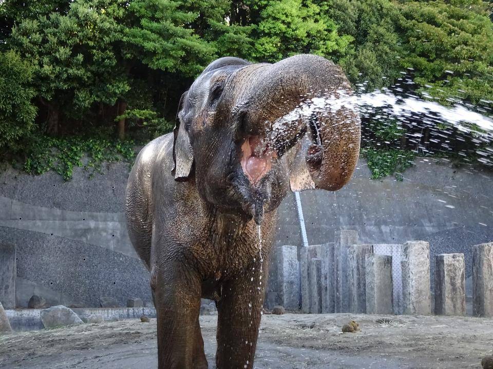 インドゾウの飲み水事情の写真
