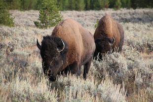 「ブログ de トラベル」イエローストーン&グランドティートン国立公園編 その2