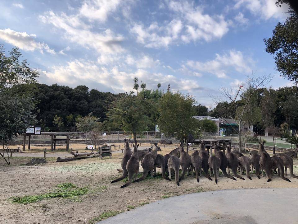 オオカンガルーの展示内容が通常に戻りますの写真