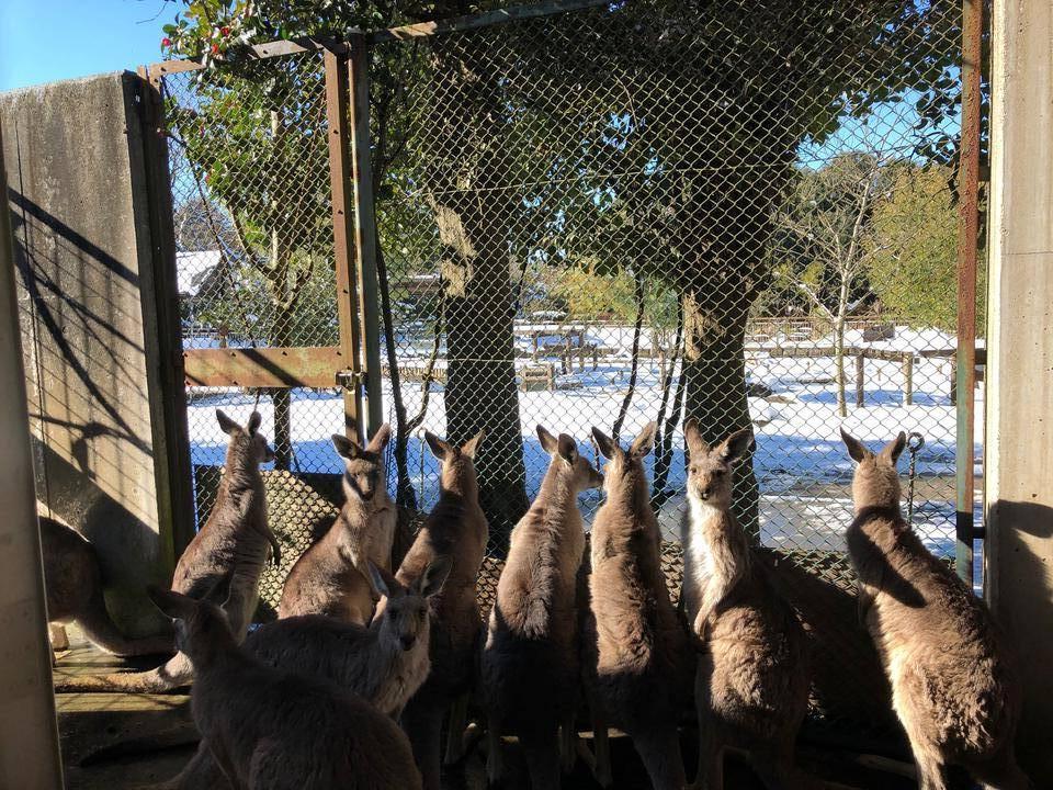 雪とカンガルー(雪の翌日、雪かきを眺める編)の写真