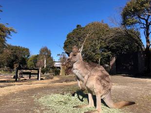 【おしらせ】竹林の整備に伴い、平日のカンガルーの展示内容を縮小します