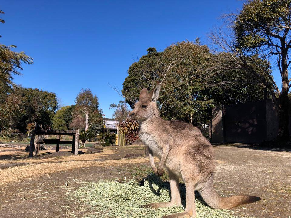 【おしらせ】竹林の整備に伴い、平日のカンガルーの展示内容を縮小しますの写真