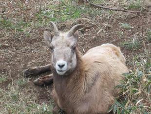 ハナちゃんのお気に入りの木