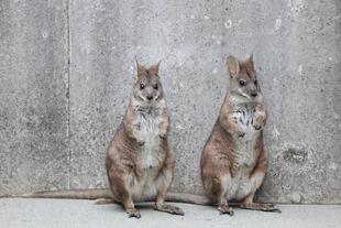 竹林の整備再開 と 休園日の作業