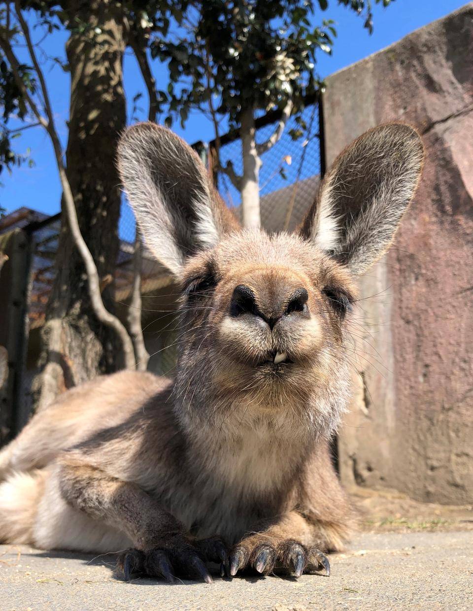 穏やかなマニエルの写真