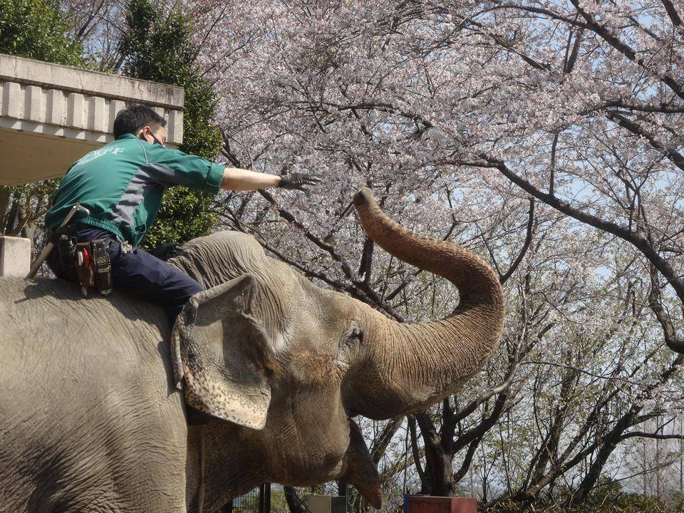 【思い出の金沢動物園16】一番古い金沢動物園での思い出の写真