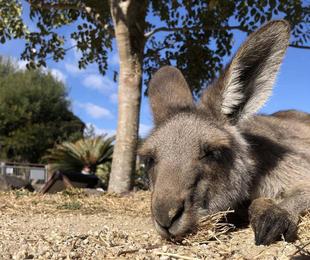 コショウの寝相