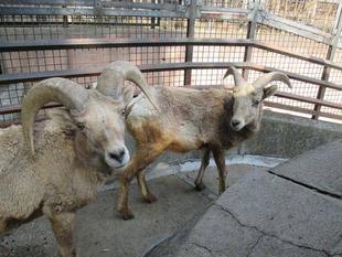 パルとタイヨウ