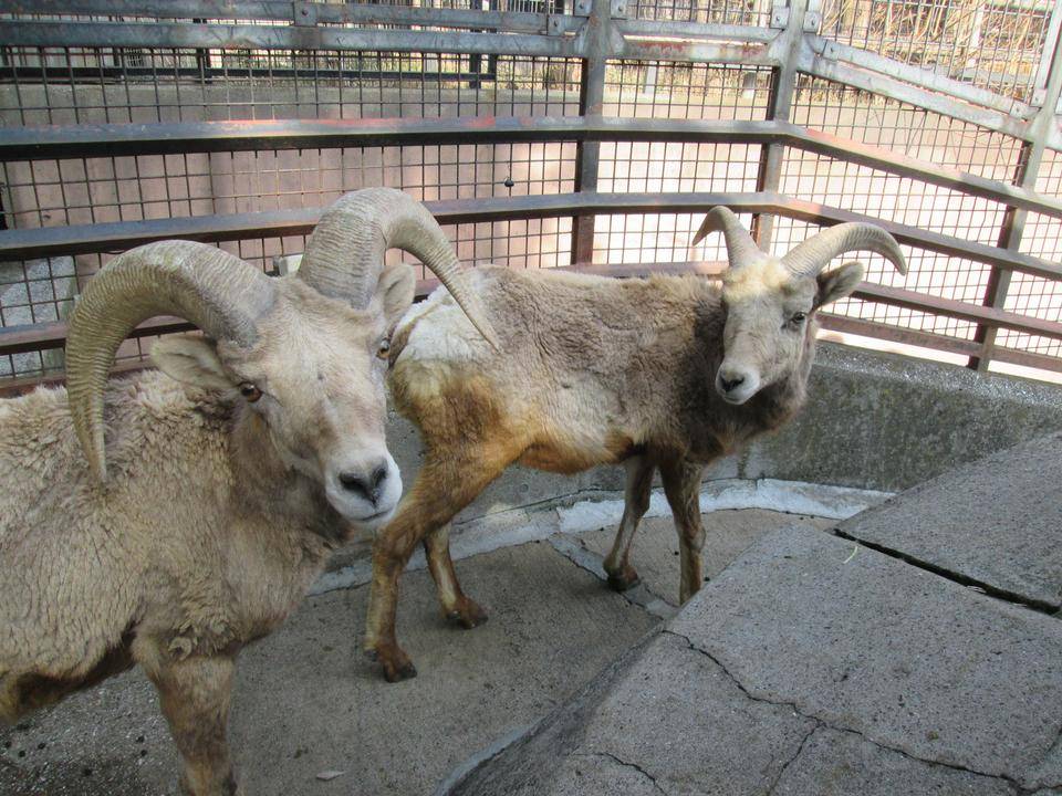 パルとタイヨウの写真