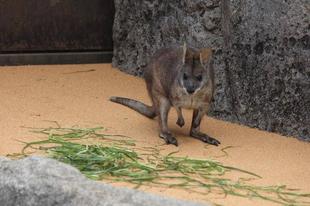 アニマルペアレントの資金でパルマワラビーの展示場にゴムチップを敷きました