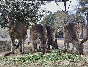 今年2回目の、雪とカンガルー