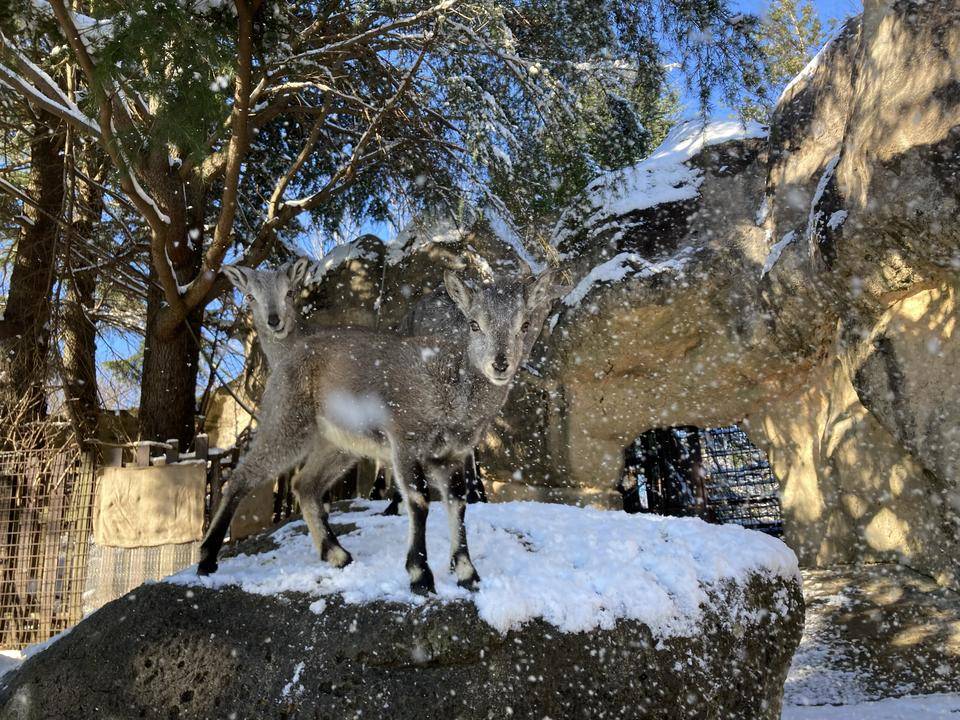 雪の妖精の写真