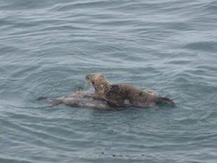 「ブログ de トラベル」北海道の動物に会いに行こう!!(ラッコ編)