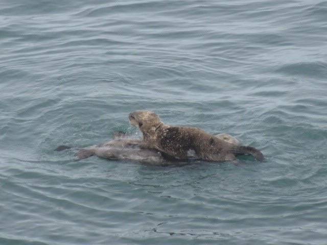 「ブログ de トラベル」北海道の動物に会いに行こう!!(ラッコ編)の写真
