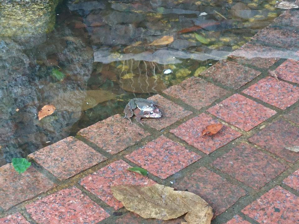 【思い出の金沢動物園14】金沢動物園の思い出の写真
