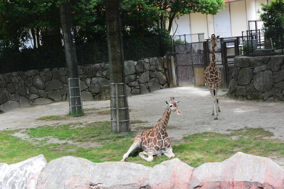 【思い出の金沢動物園17】長い付き合いになっています!の写真