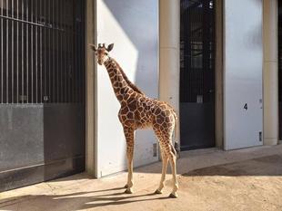 愛称が決まりました！