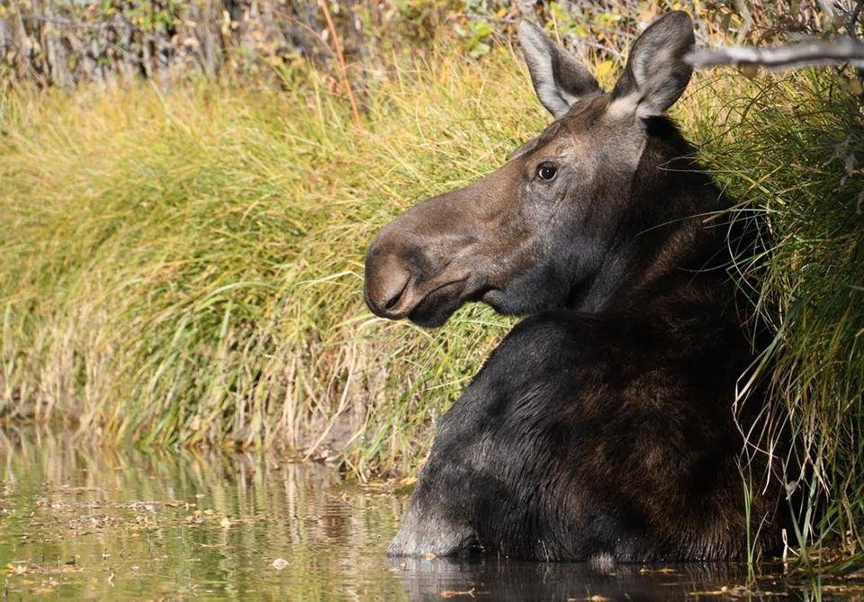 「ブログ de トラベル」イエローストーン&グランドティートン国立公園 その4の写真
