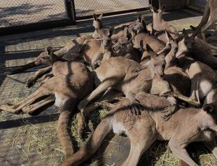 お休み中のオスチームは日向ぼっこで食っちゃ寝