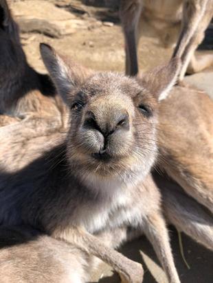 コヨシとコヨセ