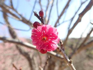 ウメが見頃です。