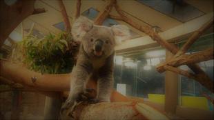 【思い出の金沢動物園18】はじめてコアラをみたのは金沢動物園でした。