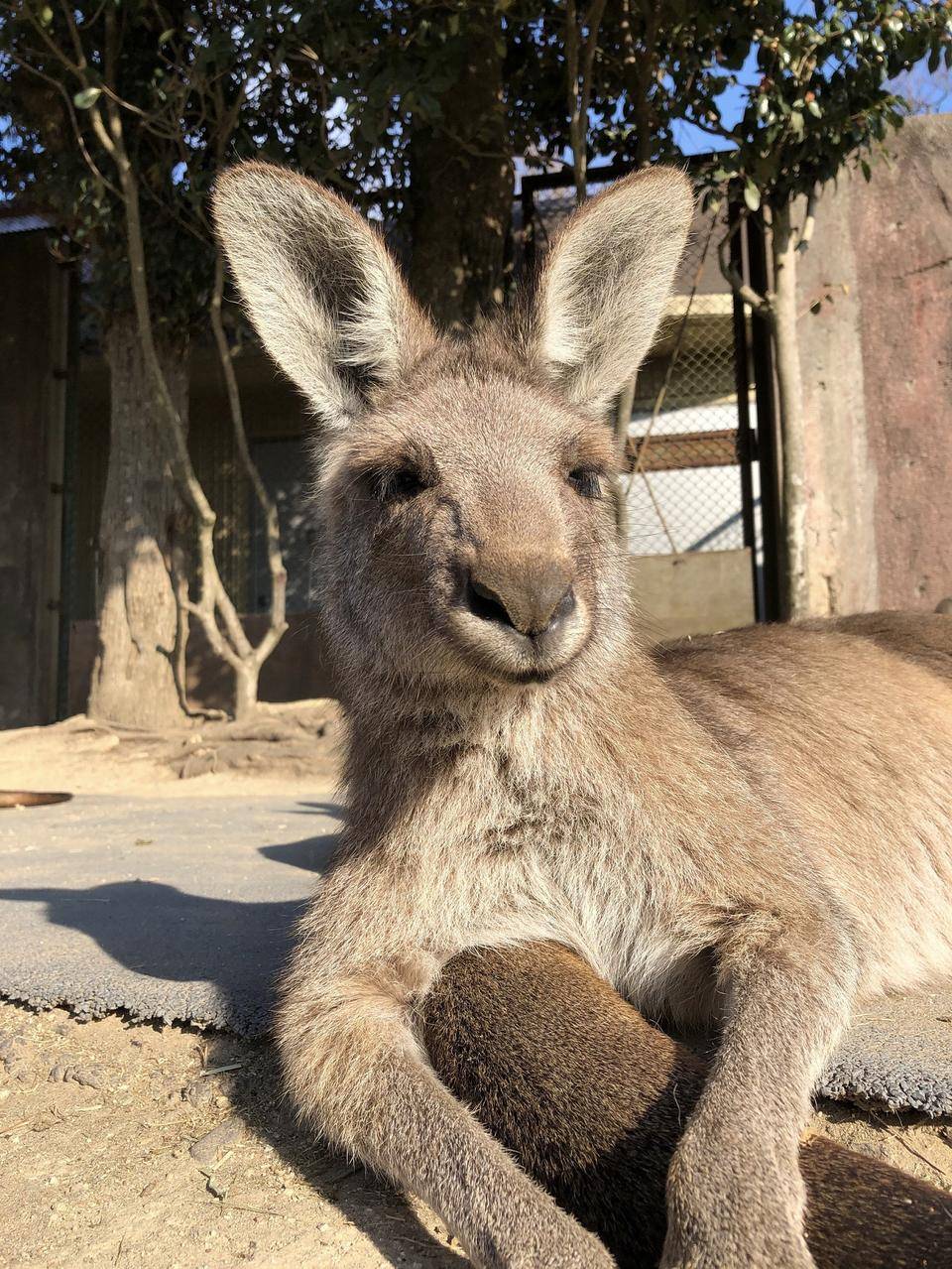 金沢ZOO産のシオ・コショウの写真