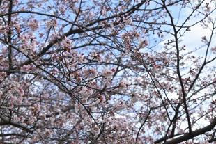 金沢動物園・金沢自然公園桜開花情報【2022年3月27日号】