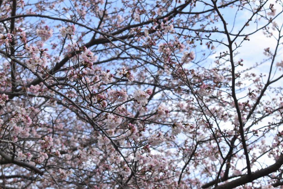 金沢動物園・金沢自然公園桜開花情報【2022年3月27日号】の写真