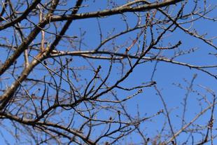 金沢動物園・金沢自然公園桜開花情報【2022年3月3日号】