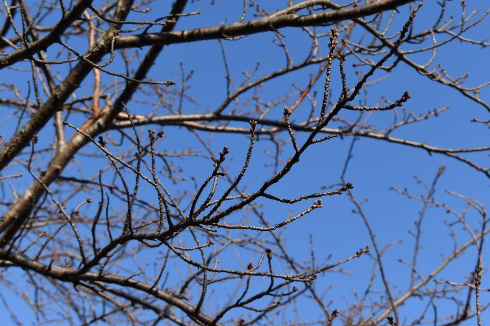金沢動物園・金沢自然公園桜開花情報【2022年3月3日号】の写真