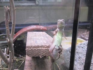 カナヘビの寝相