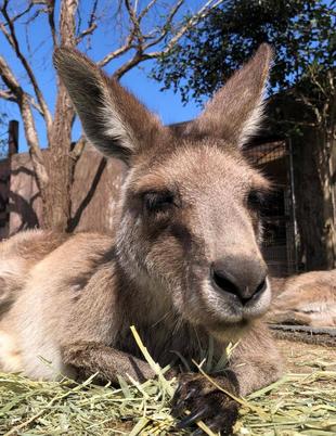 すまし顔が多いかも、ピョンチャン。もうすぐ4才です☆彡