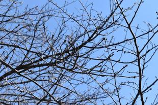 金沢動物園・金沢自然公園桜開花情報【2022年3月6日号】