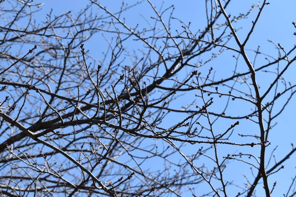 金沢動物園・金沢自然公園桜開花情報【2022年3月6日号】の写真