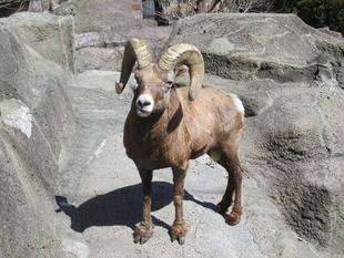 群れに戻ること・１頭で暮らすこと