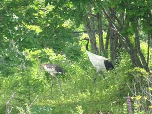 「ブログ de トラベル」北海道の動物に会いに行こう!!（野生動物編）