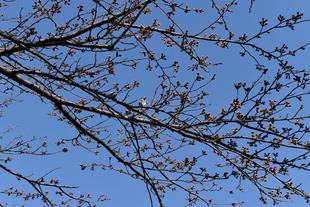 金沢動物園・金沢自然公園桜開花情報【2022年3月21日号】