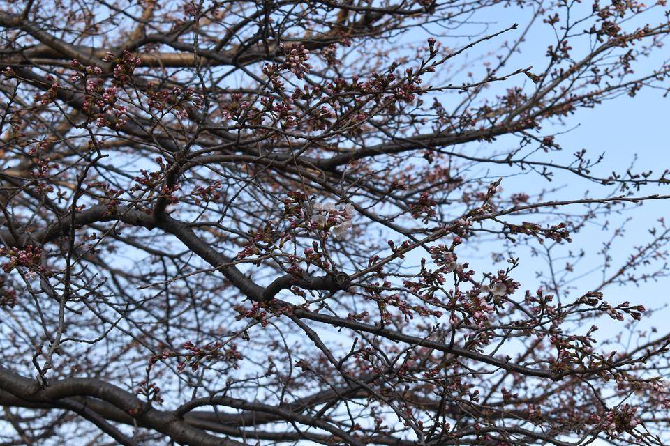 金沢動物園・金沢自然公園桜開花情報【2022年3月25日号】の写真