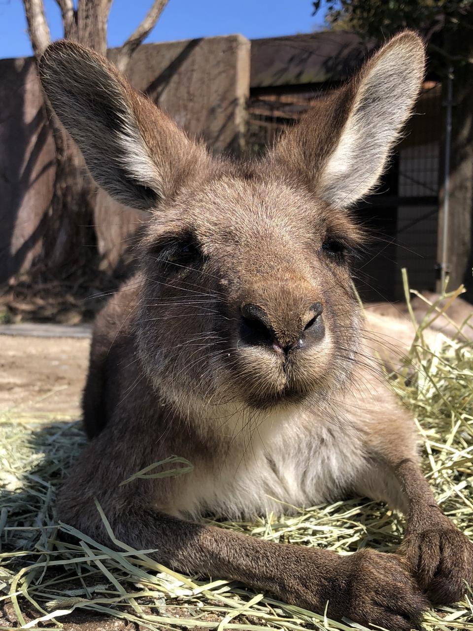 鼻の模様で見つけてね、ジュークの写真