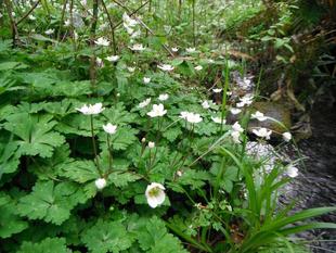 スプリング・エフェメラル　has come♪